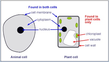 Estructuras comunes a las células animales y vegetales.