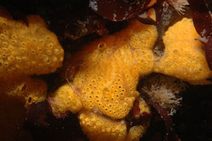 ascidia
