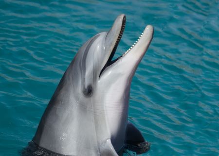 Una cabeza de delfín gris que sobresale del agua azul