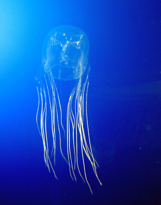 Cuadro de medusas