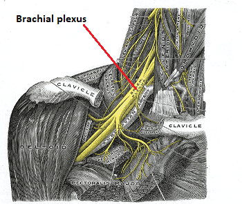 plexo braquial