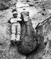 hueso de braquiosaurio