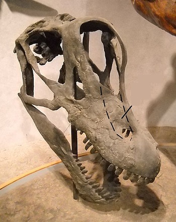 cráneo de braquiosaurio