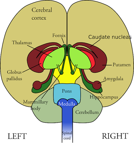 ganglios basales, diagrama etiquetado, diagrama del cerebro