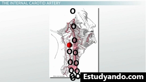 Arteria carótida