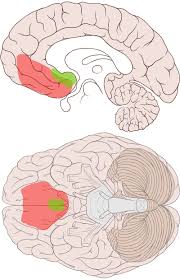 cerebro
