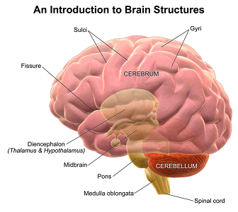Partes principales del cerebro