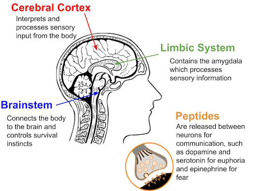 diagrama del cerebro