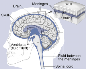 cerebro