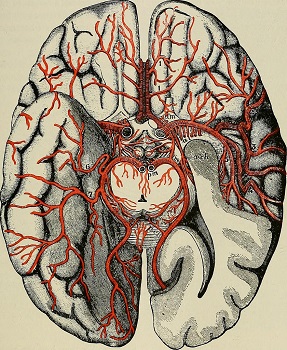 vasos sanguíneos del cerebro