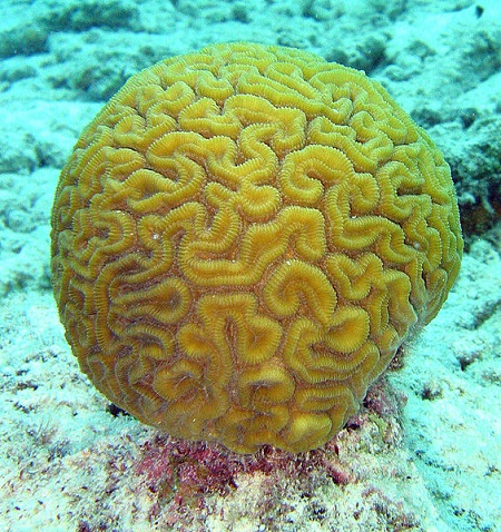 Un coral grande, redondo y arrugado. Las arrugas se parecen a la superficie del cerebro humano.
