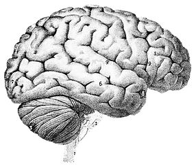 Los tipos de personalidad son una forma en que intentamos comprender cómo funciona el cerebro humano
