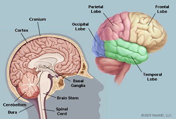 cerebro