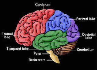 anatomía del cerebro
