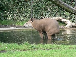 En esta imagen se muestra un tapir amazónico en el recinto de un zoológico.