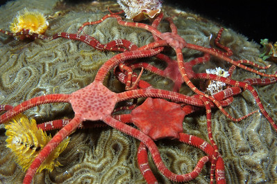 estrellas quebradizas agrupadas en una roca
