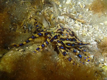 de anillos azules