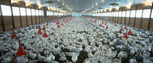 hacinamiento de pollos