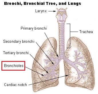 bronquiolos