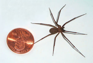 reclusa parda
