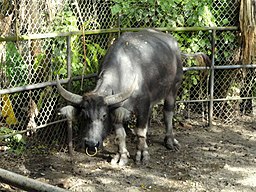 Un búfalo de agua asiático típico con cuernos grandes y piel gris oscuro