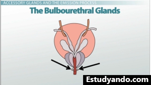 Diagrama de las glándulas bulbouretrales