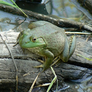 Rana mugidora