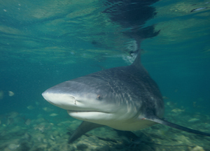 tiburón toro