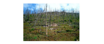 Área de quema