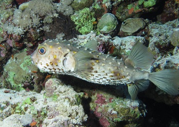 Burrfish