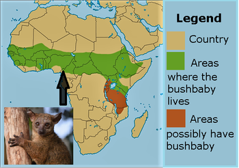 Mapa de Bushbaby