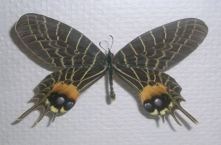 Fotografía en color de una mariposa de la gloria de Bután.