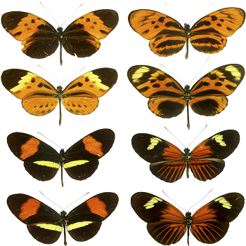 mariposas