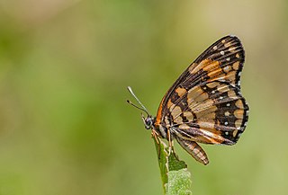 Una foto de una mariposa negra y naranja sobre una flor.