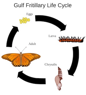 Ciclo de vida de la mariposa