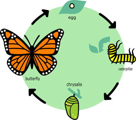 Diagrama de círculo de color que muestra el ciclo de vida de una mariposa.