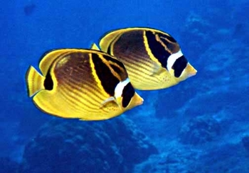 Dos peces mariposa amarilla nadando