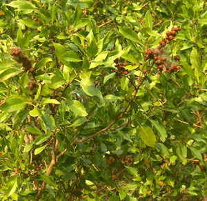 manglar de buttonwood