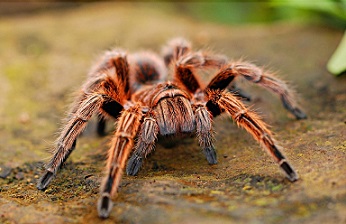 tarántula