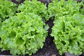 lechuga