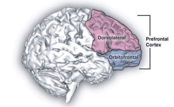 Corteza prefrontal