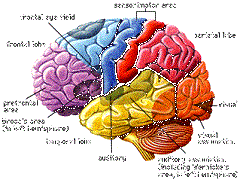 cerebro