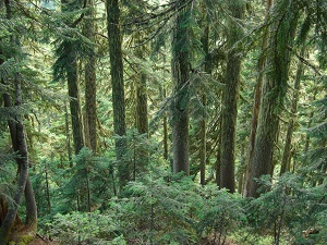 Bosque de cicuta