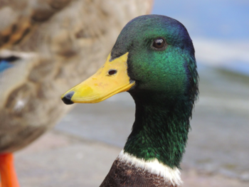 Un pato con pico plano