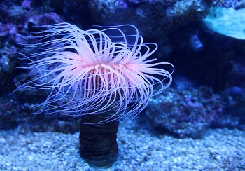 pólipo cnidario