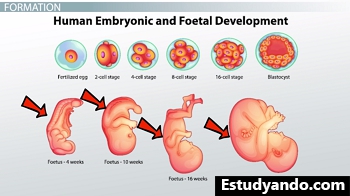 Estágios de desenvolvimento fetal
