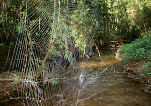 corteza de tela de araña