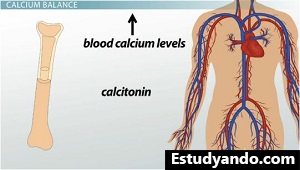 Calcitonina