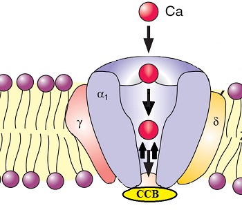 ccb