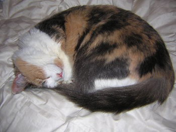 Gato calicó